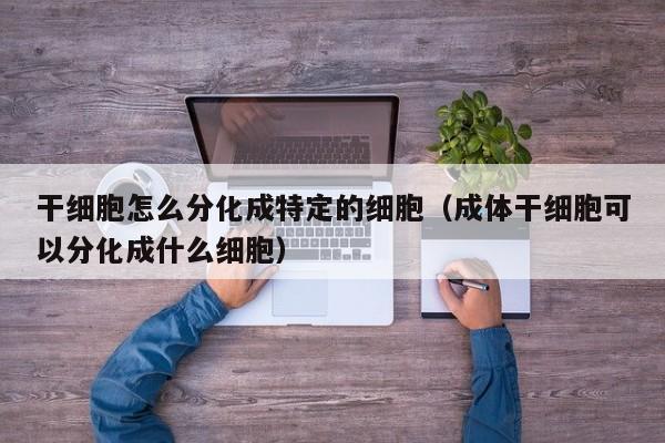 干细胞怎么分化成特定的细胞（成体干细胞可以分化成什么细胞）