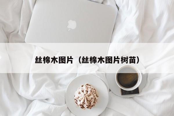 丝棉木图片（丝棉木图片树苗）